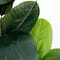 6ft. Rubber Tree in Decorative Planter with Real Touch Leaves